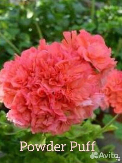 Пеларгония (герань) сортовая