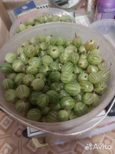 Крыжовник ягоды