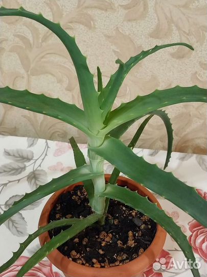 Крассула толстянка денежное дерево,алоэ столетник