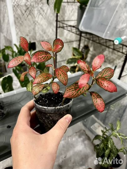 Комнатные растения