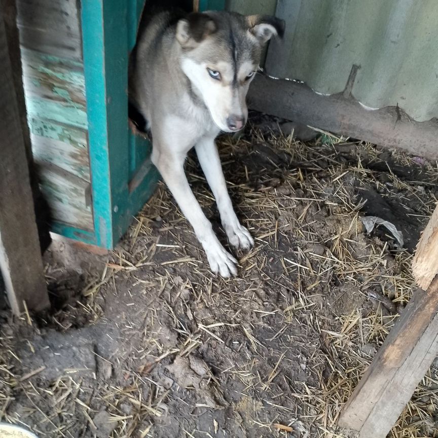 Собака в добрые руки отдам бесплатно