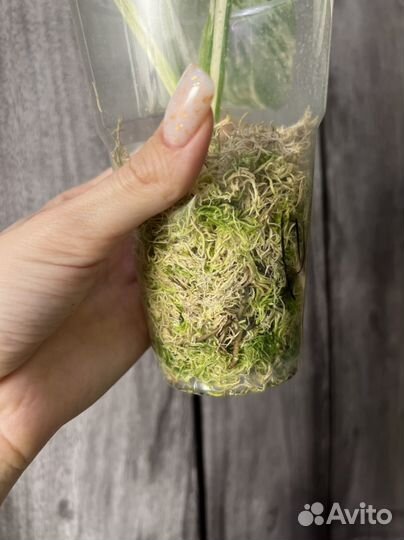 Монстера вариегатная альба