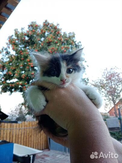 Трехцветная кошечка