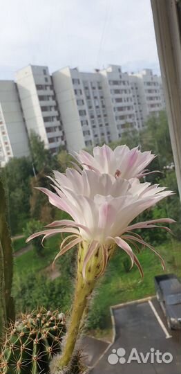 Кактус цветущий