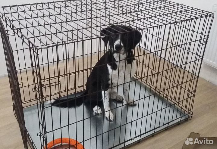 Клетка для собаки клетки для животных
