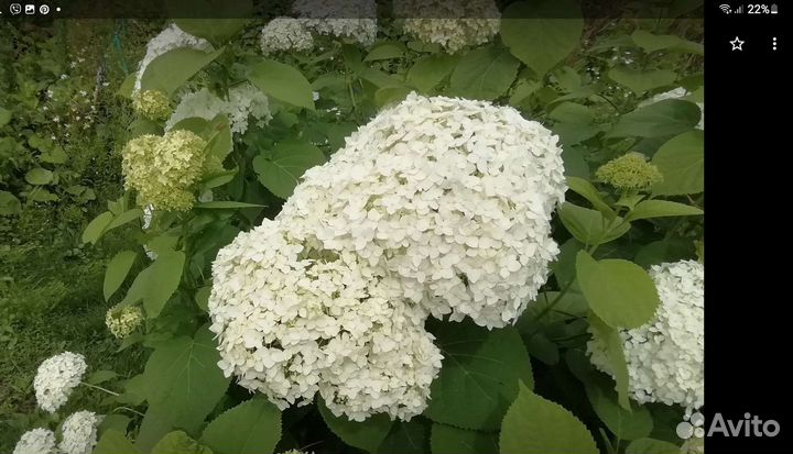 Будлея, гортензия