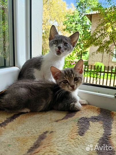 Котята в добрые руки мальчики