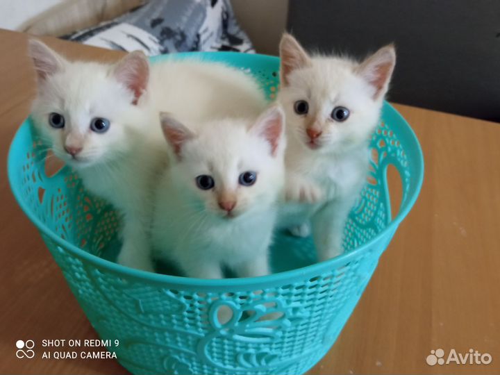 Кошка в дар бесплатно
