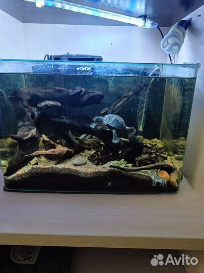 Аквариум с черепахами