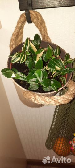 Традесканция квадриколор в кашпо