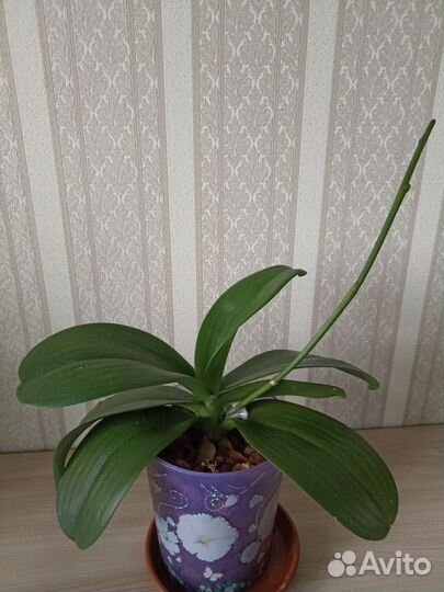 Орхидея фаленопсис