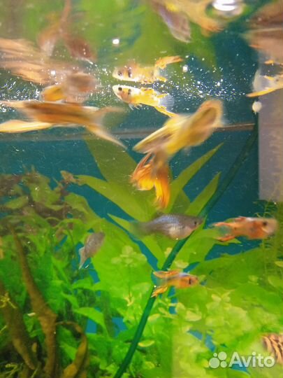 Аквариумные рыбки, Анциструс, растения