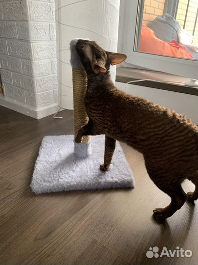 Когтеточка столбик