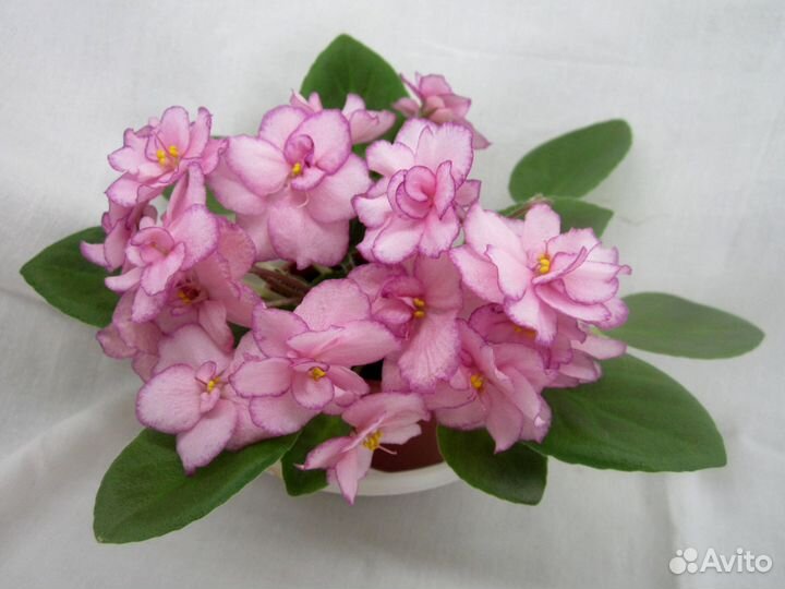 Мини фиалки