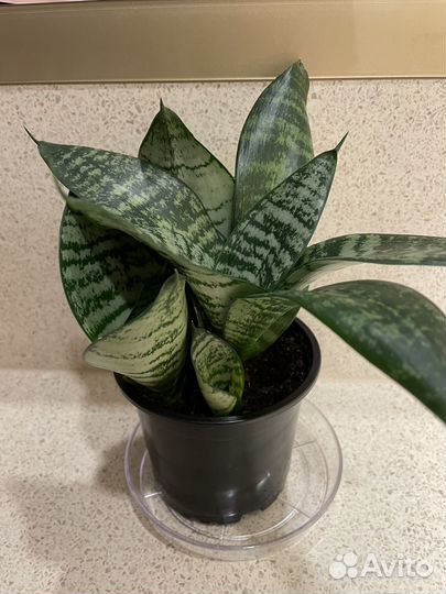 Сансевиерия