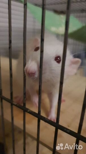 Крыски бесплатно