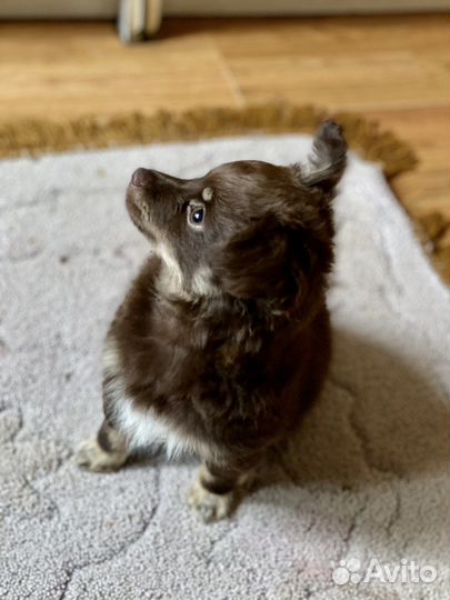 Папийон девочка, 4 мес