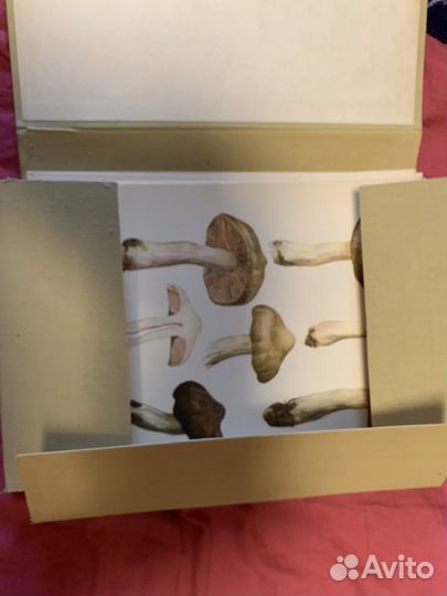 Атлас грибов торг