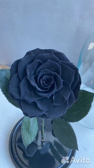 Роза в колбе в наличии от производителя