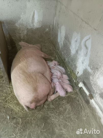 Поросенок ландрас