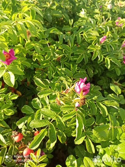 Кизильник блестящий, Роза морщинистая