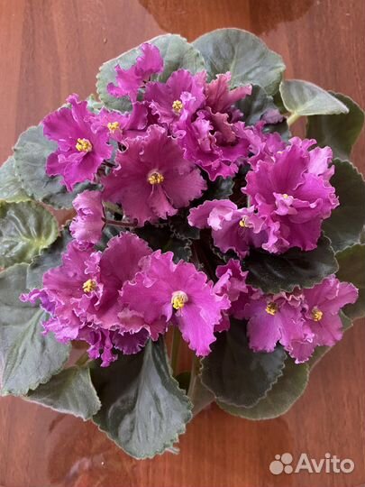 Фиалка в горшках