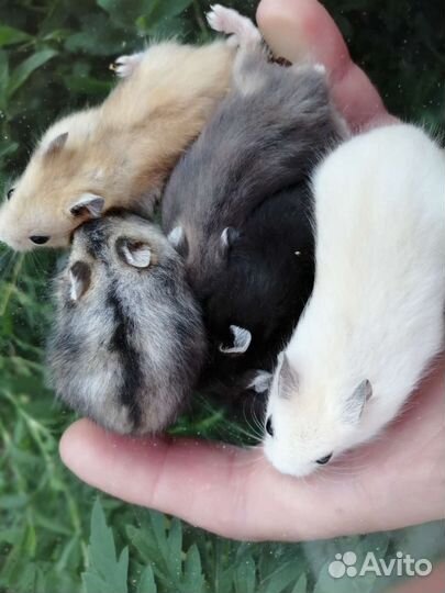 Грызуны опт