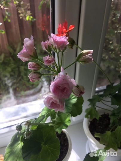 Черенки Пеларгонии Millfild Rose