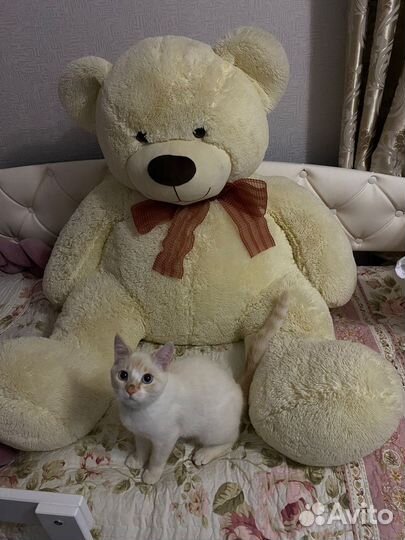 Плюшевый медведь