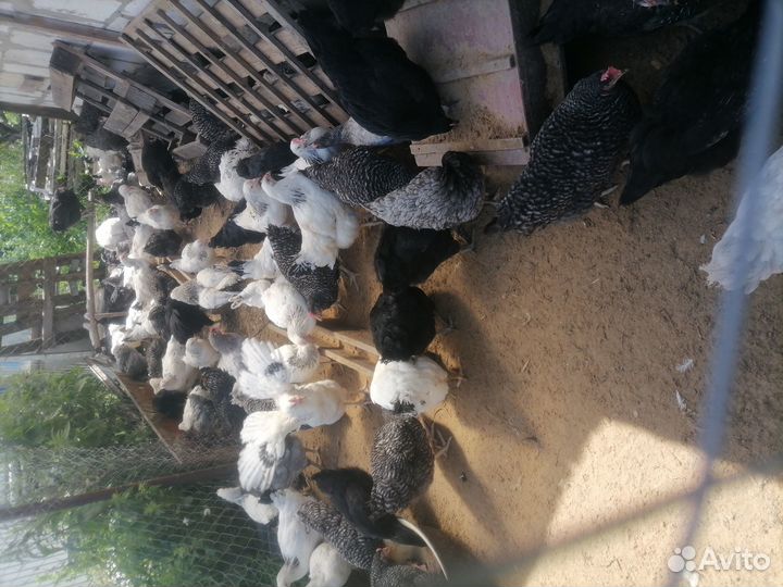 Куры доминант, Адлер серебристый