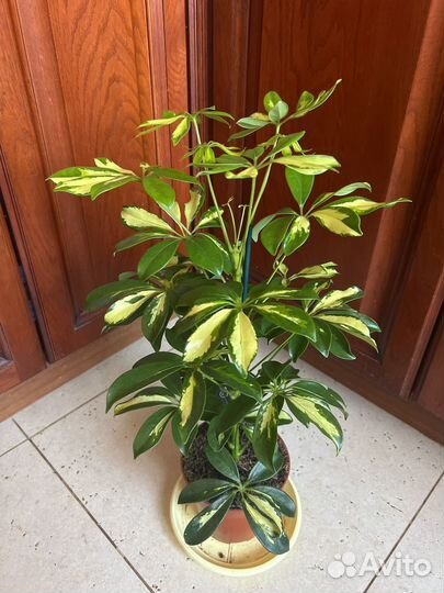 Шефлера Герда