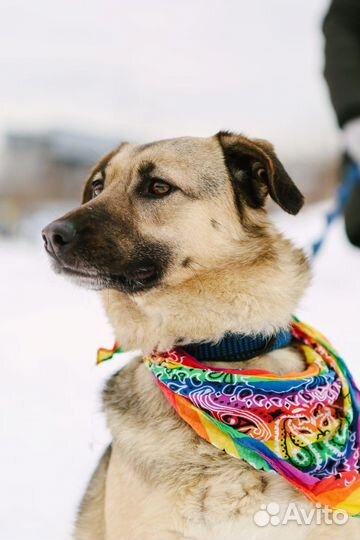 Собака в добрые руки девочка