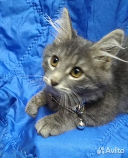 А-ля мей-кун - Грей - добрый серый мальчик 2.5 мес