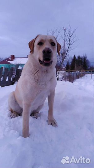 Кобель лабрадора вязка