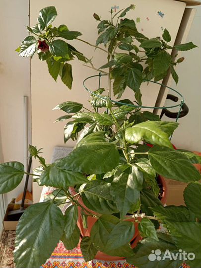 Гибискус китайская роза