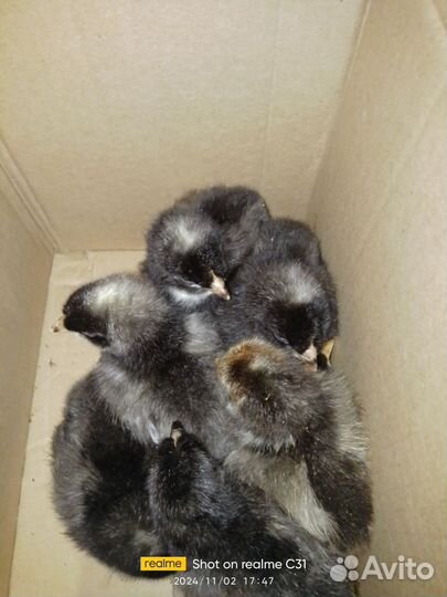 Цыплята цветной бройлер