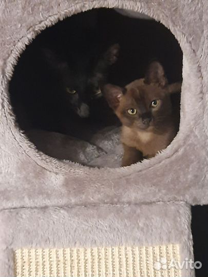 Бурманский котик