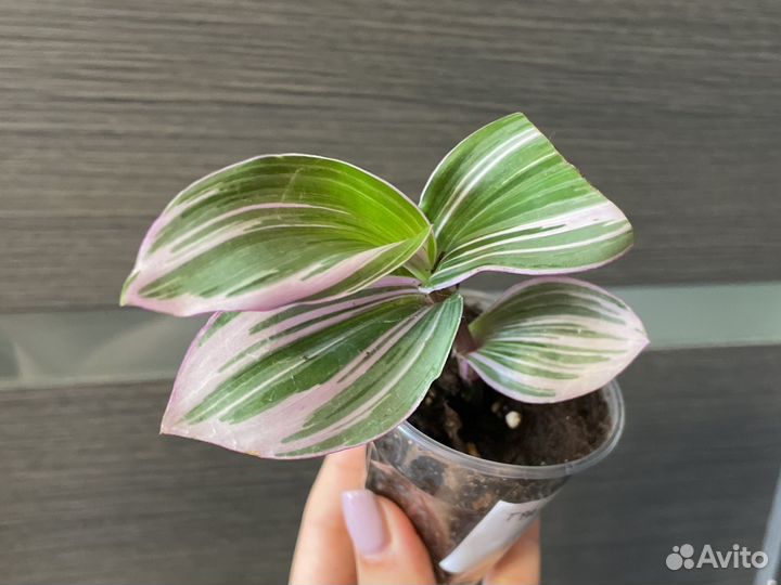 Традесканции сортовые