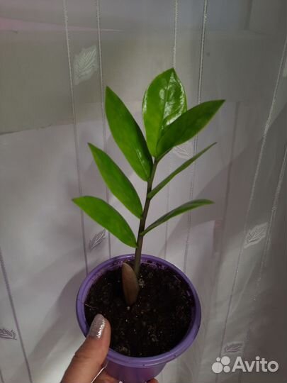 Замиокулькас молоденький