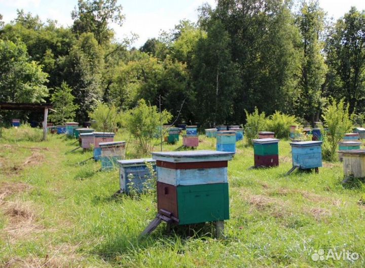 2024 Мёд натуральный из Алтая оптом