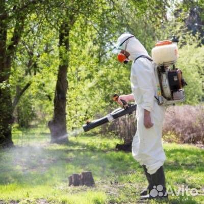 Дезинсекция от насекомых