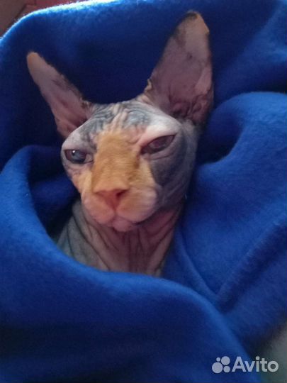 Передержка кошек на время отпуска