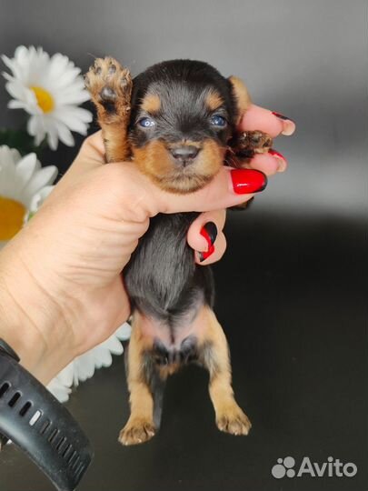 Малыши йорка