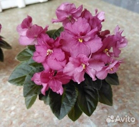 Сортовые фиалки мини/полумини