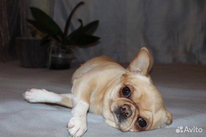 Кобель чихуахуа для вязки