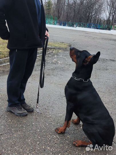 Дрессировка собак разных пород