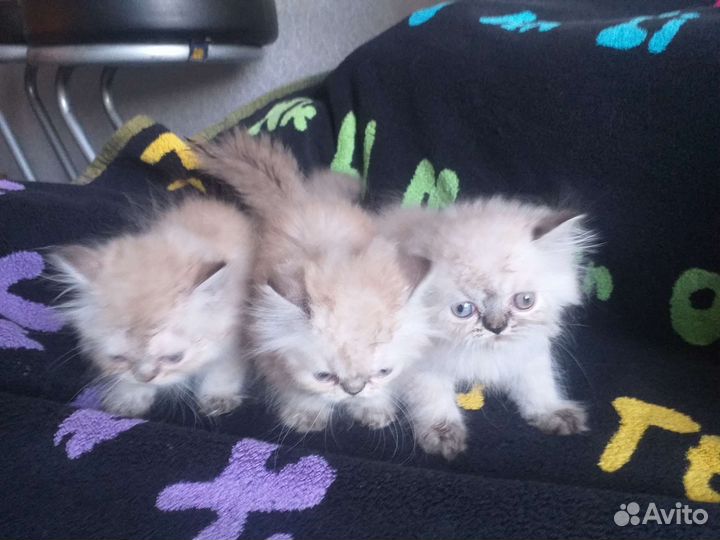 Персо детки