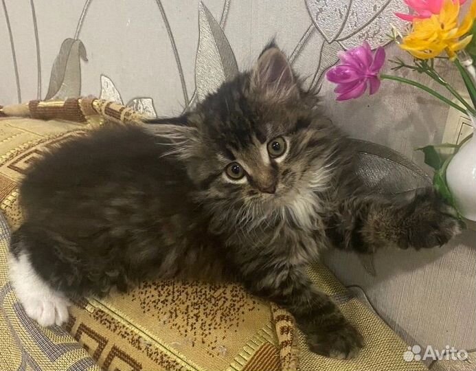 Котенок в добрые руки