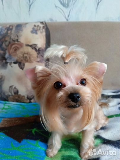 Йоркширский терьер мини щенки