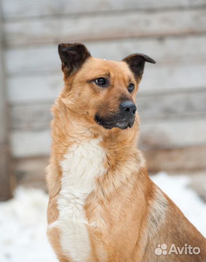 Отдам рыжего Морса в добрые руки